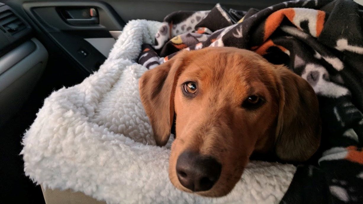 Red puppy in car seat